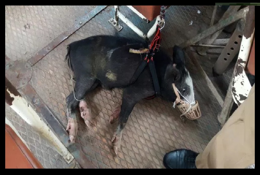 PDk gang with police - a pig secured by police- 07-08-2017