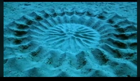 Fish creating a geometrical pattern-3